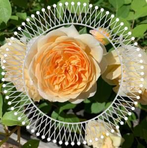 Meet your Posher, Kathleen